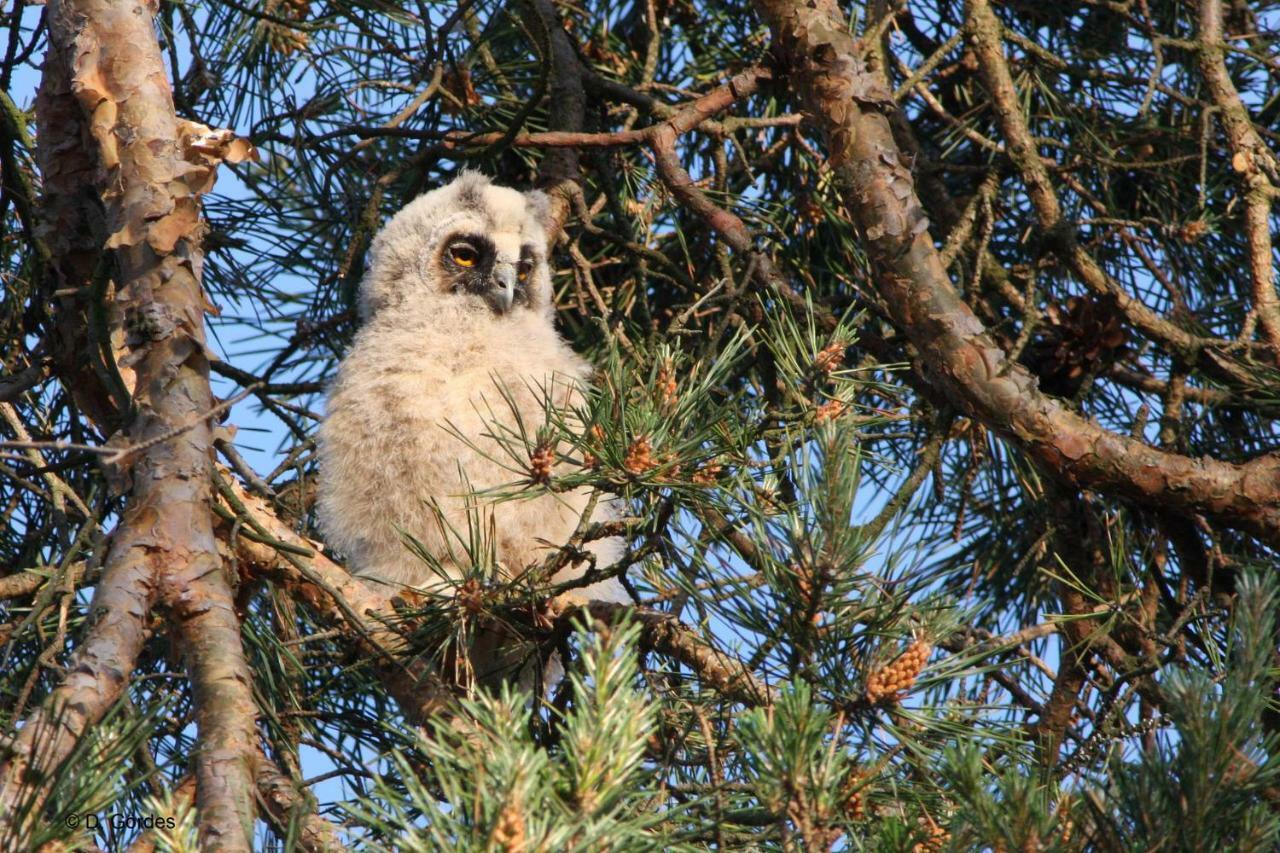 Ostseewald Апартаменты Росток